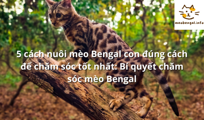 Read more about the article 5 cách nuôi mèo Bengal con đúng cách để chăm sóc tốt nhất: Bí quyết chăm sóc mèo Bengal