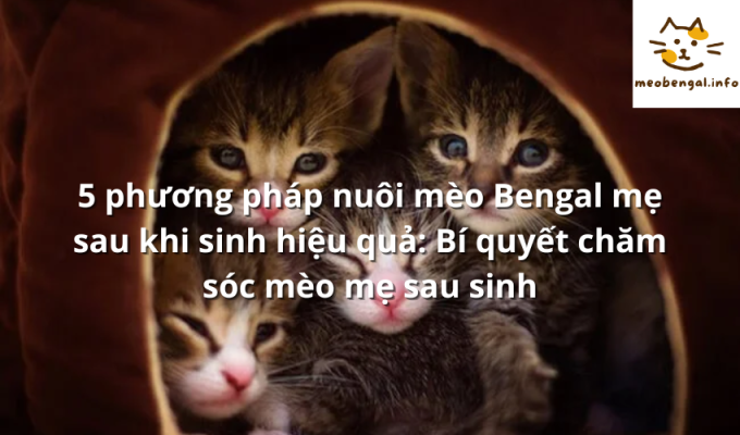 Read more about the article 5 phương pháp nuôi mèo Bengal mẹ sau khi sinh hiệu quả: Bí quyết chăm sóc mèo mẹ sau sinh