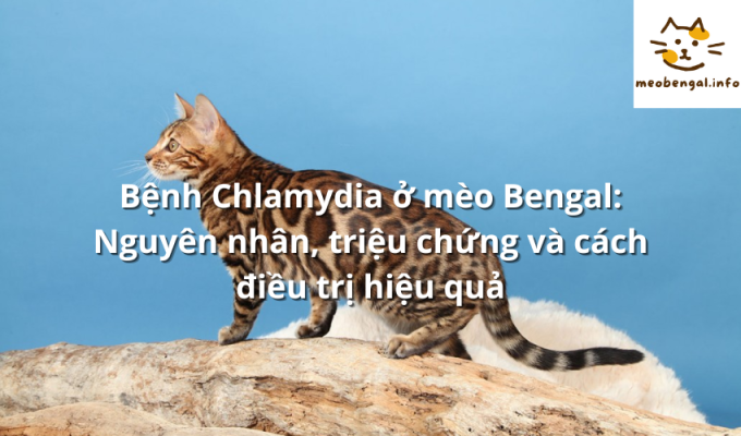 Read more about the article Bệnh Chlamydia ở mèo Bengal: Nguyên nhân, triệu chứng và cách điều trị hiệu quả