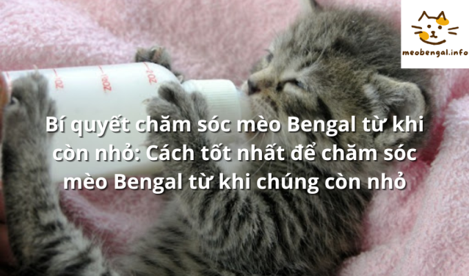 Read more about the article Bí quyết chăm sóc mèo Bengal từ khi còn nhỏ: Cách tốt nhất để chăm sóc mèo Bengal từ khi chúng còn nhỏ