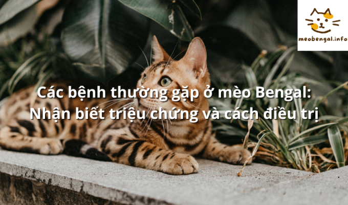 Read more about the article Các bệnh thường gặp ở mèo Bengal: Nhận biết triệu chứng và cách điều trị