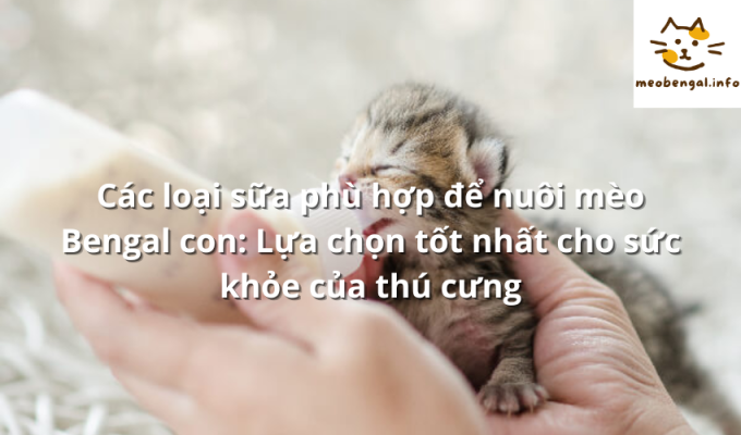 Read more about the article Các loại sữa phù hợp để nuôi mèo Bengal con: Lựa chọn tốt nhất cho sức khỏe của thú cưng