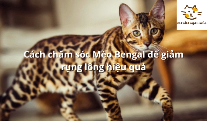 Read more about the article Cách chăm sóc Mèo Bengal để giảm rụng lông hiệu quả