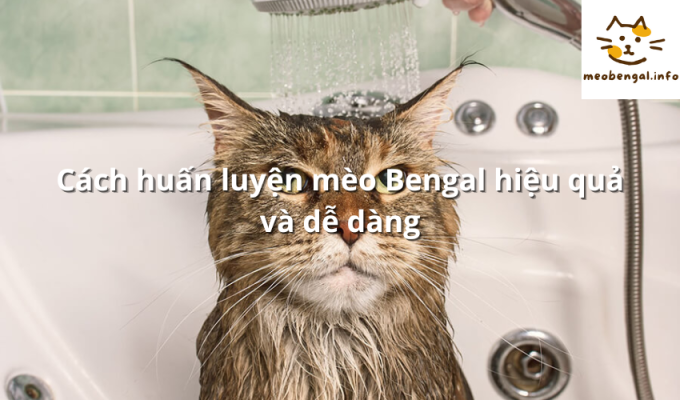 Read more about the article Cách huấn luyện mèo Bengal hiệu quả và dễ dàng