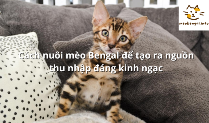 Read more about the article Cách nuôi mèo Bengal để tạo ra nguồn thu nhập đáng kinh ngạc