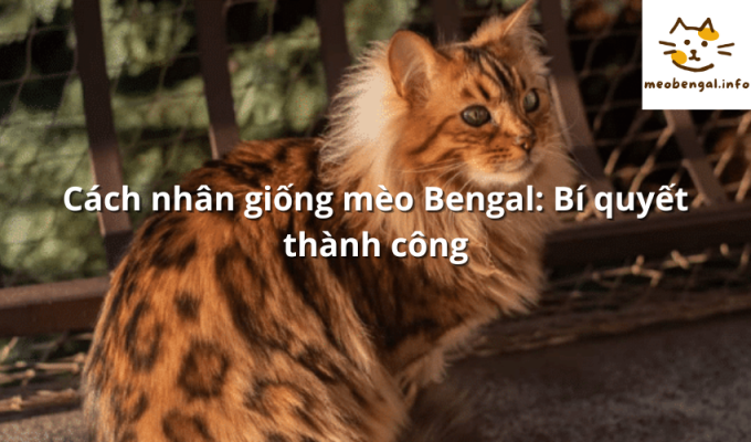 Read more about the article Cách nhân giống mèo Bengal: Bí quyết thành công