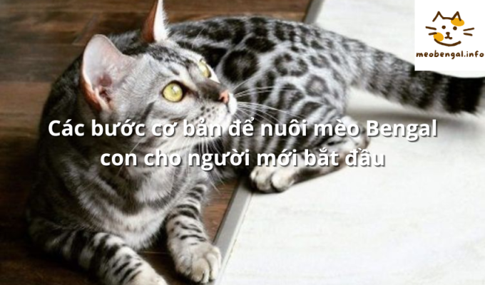 Read more about the article Các bước cơ bản để nuôi mèo Bengal con cho người mới bắt đầu