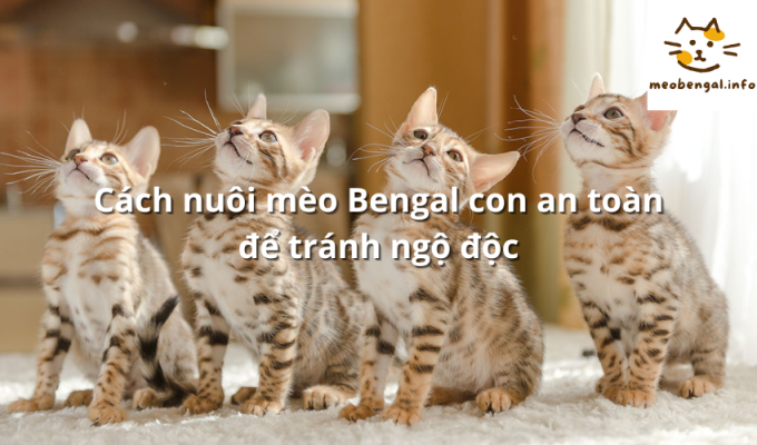 Read more about the article Cách nuôi mèo Bengal con an toàn để tránh ngộ độc