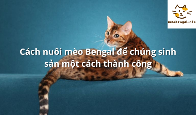 Read more about the article Cách nuôi mèo Bengal để chúng sinh sản một cách thành công