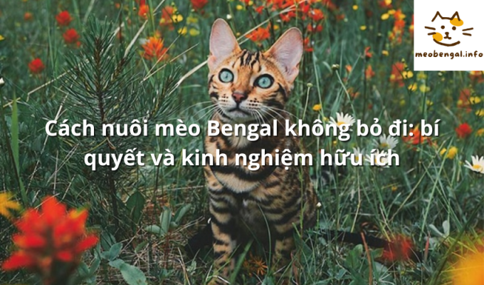 Read more about the article Cách nuôi mèo Bengal không bỏ đi: bí quyết và kinh nghiệm hữu ích