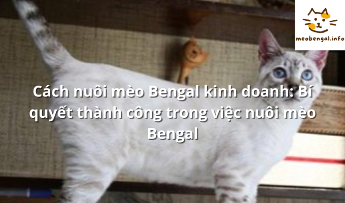 Read more about the article Cách nuôi mèo Bengal kinh doanh: Bí quyết thành công trong việc nuôi mèo Bengal