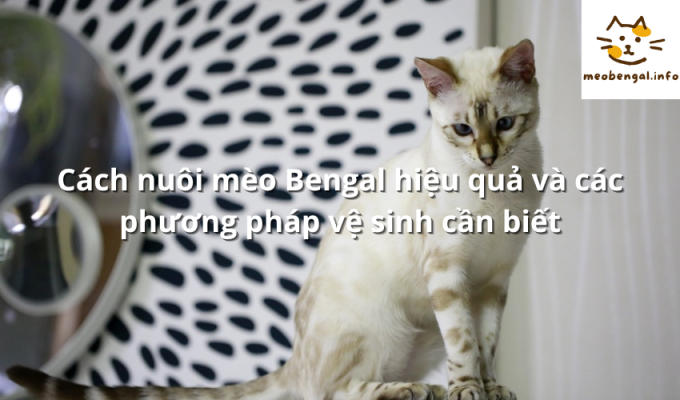 Read more about the article Cách nuôi mèo Bengal hiệu quả và các phương pháp vệ sinh cần biết