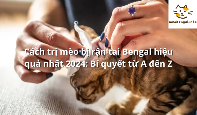 Read more about the article Cách trị mèo bị rận tai Bengal hiệu quả nhất 2024: Bí quyết từ A đến Z