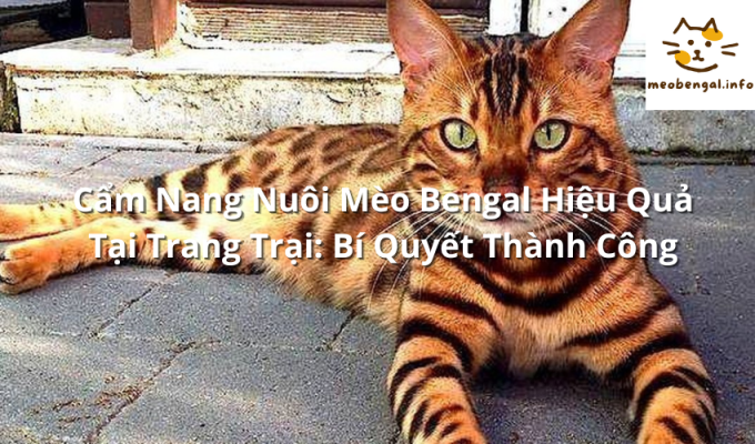 Read more about the article Cẩm Nang Nuôi Mèo Bengal Hiệu Quả Tại Trang Trại: Bí Quyết Thành Công