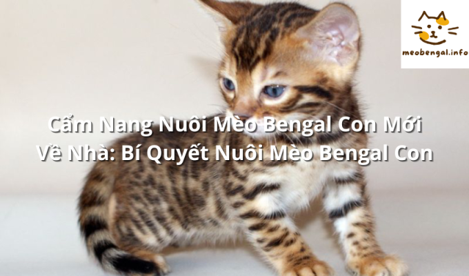 Read more about the article Cẩm Nang Nuôi Mèo Bengal Con Mới Về Nhà: Bí Quyết Nuôi Mèo Bengal Con