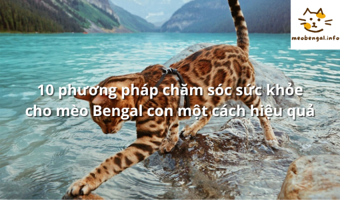 Read more about the article 10 phương pháp chăm sóc sức khỏe cho mèo Bengal con một cách hiệu quả