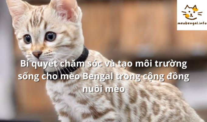 Read more about the article Bí quyết chăm sóc và tạo môi trường sống cho mèo Bengal trong cộng đồng nuôi mèo