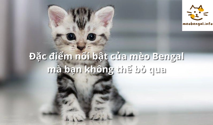 Read more about the article Đặc điểm nổi bật của mèo Bengal mà bạn không thể bỏ qua