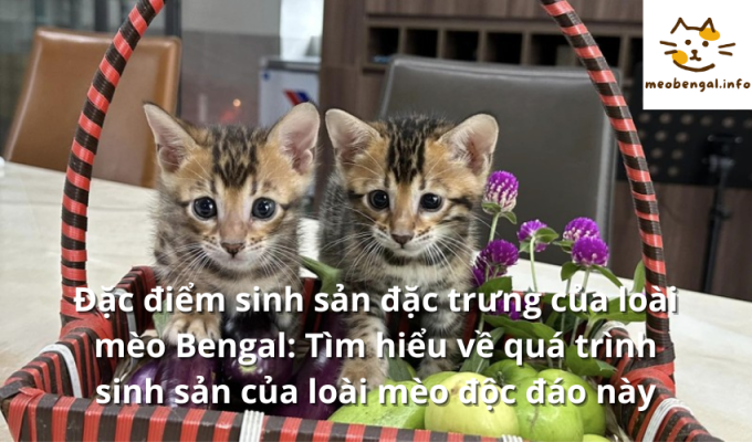 Read more about the article Đặc điểm sinh sản đặc trưng của loài mèo Bengal: Tìm hiểu về quá trình sinh sản của loài mèo độc đáo này