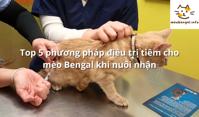 Read more about the article Top 5 phương pháp điều trị tiêm cho mèo Bengal khi nuôi nhận