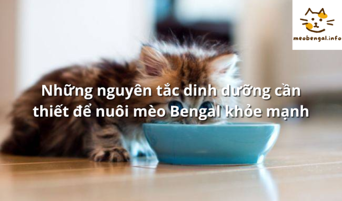 Read more about the article Những nguyên tắc dinh dưỡng cần thiết để nuôi mèo Bengal khỏe mạnh