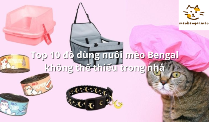 Read more about the article Top 10 đồ dùng nuôi mèo Bengal không thể thiếu trong nhà