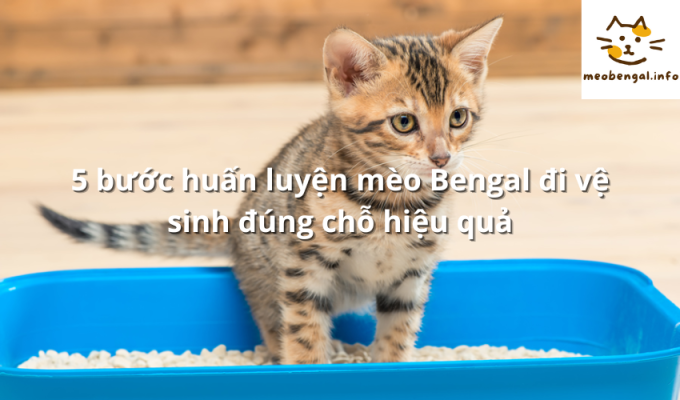 Read more about the article 5 bước huấn luyện mèo Bengal đi vệ sinh đúng chỗ hiệu quả