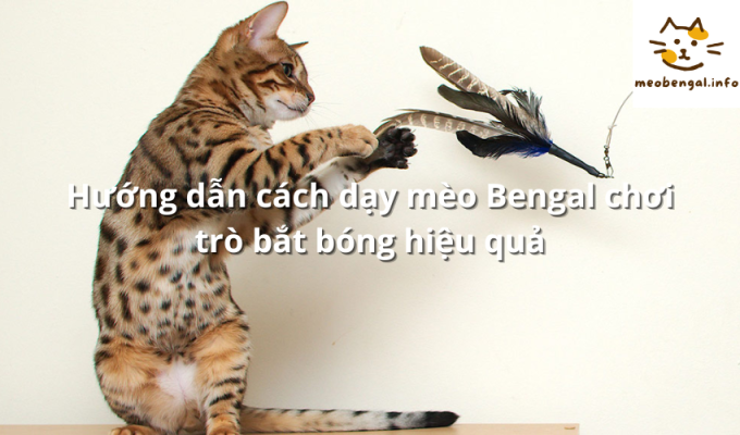 Read more about the article Hướng dẫn cách dạy mèo Bengal chơi trò bắt bóng hiệu quả