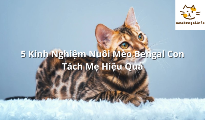 Read more about the article 5 Kinh Nghiệm Nuôi Mèo Bengal Con Tách Mẹ Hiệu Quả