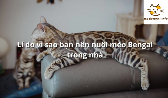 Read more about the article Lí do vì sao bạn nên nuôi mèo Bengal trong nhà