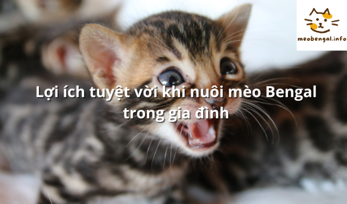 Read more about the article Lợi ích tuyệt vời khi nuôi mèo Bengal trong gia đình