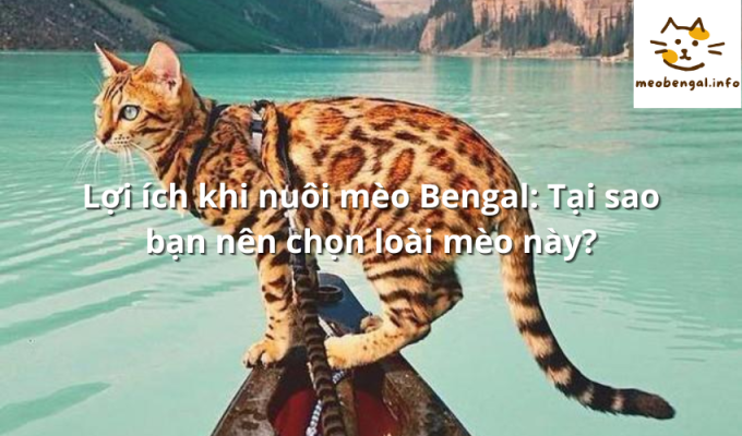 Read more about the article Lợi ích khi nuôi mèo Bengal: Tại sao bạn nên chọn loài mèo này?