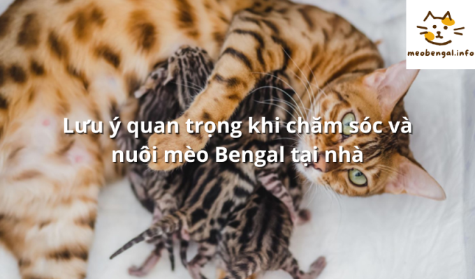 Read more about the article Lưu ý quan trọng khi chăm sóc và nuôi mèo Bengal tại nhà