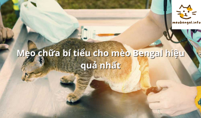 Read more about the article Mẹo chữa bí tiểu cho mèo Bengal hiệu quả nhất