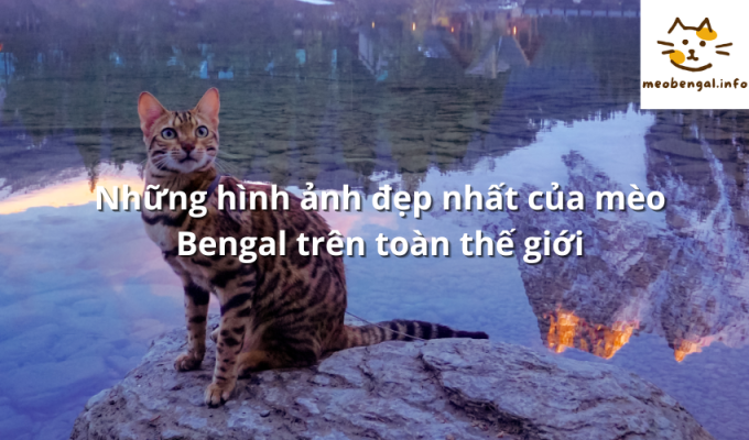 Read more about the article Những hình ảnh đẹp nhất của mèo Bengal trên toàn thế giới