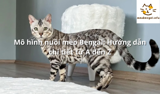 Read more about the article Mô hình nuôi mèo Bengal: Hướng dẫn chi tiết từ A đến Z