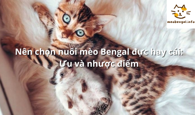 Read more about the article Nên chọn nuôi mèo Bengal đực hay cái: Ưu và nhược điểm