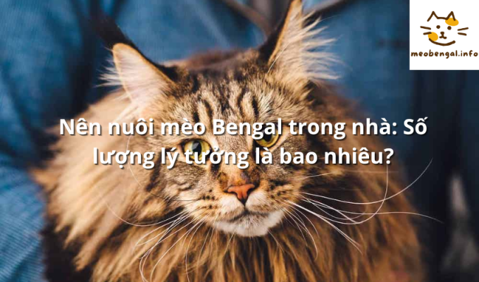 Read more about the article Nên nuôi mèo Bengal trong nhà: Số lượng lý tưởng là bao nhiêu?