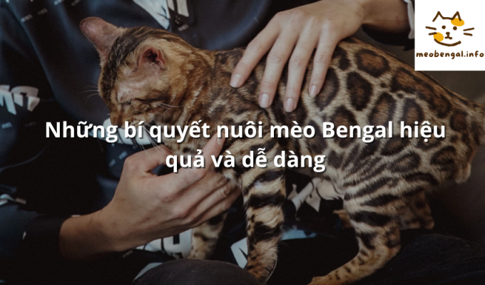 Read more about the article Những bí quyết nuôi mèo Bengal hiệu quả và dễ dàng