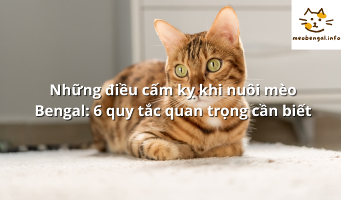 Read more about the article Những điều cấm kỵ khi nuôi mèo Bengal: 6 quy tắc quan trọng cần biết