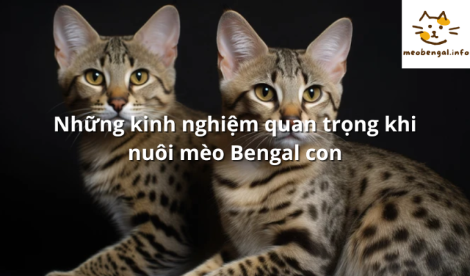 Read more about the article Những kinh nghiệm quan trọng khi nuôi mèo Bengal con