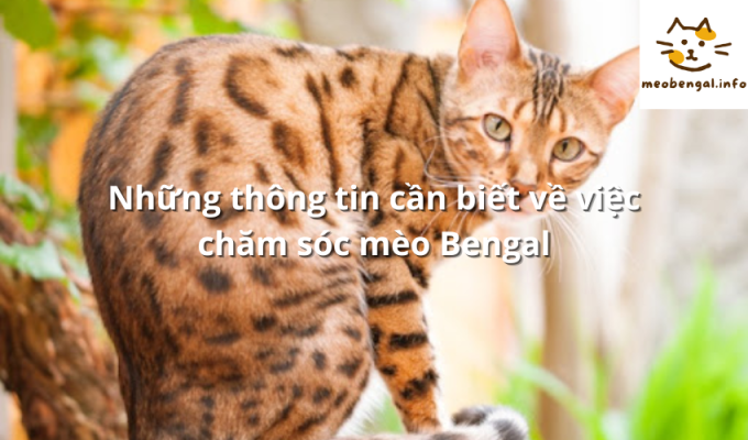 Read more about the article Những thông tin cần biết về việc chăm sóc mèo Bengal