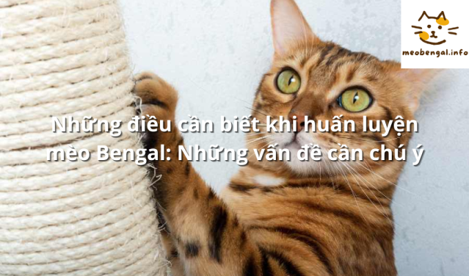 Read more about the article Những điều cần biết khi huấn luyện mèo Bengal: Những vấn đề cần chú ý