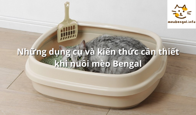 Read more about the article Những dụng cụ và kiến thức cần thiết khi nuôi mèo Bengal