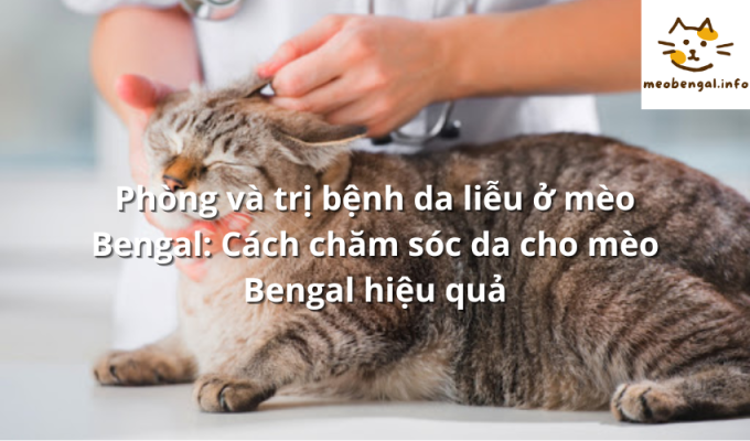 Read more about the article Phòng và trị bệnh da liễu ở mèo Bengal: Cách chăm sóc da cho mèo Bengal hiệu quả