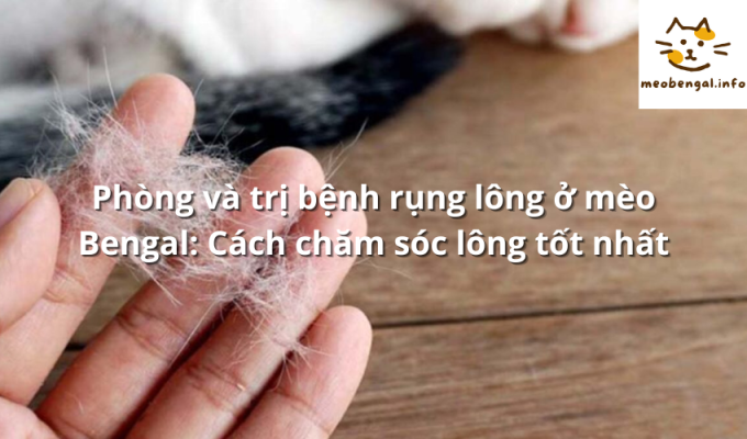 Read more about the article Phòng và trị bệnh rụng lông ở mèo Bengal: Cách chăm sóc lông tốt nhất