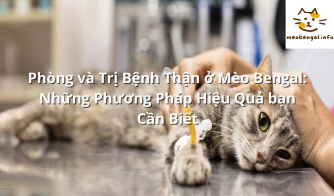 Read more about the article Phòng và Trị Bệnh Thận ở Mèo Bengal: Những Phương Pháp Hiệu Quả bạn Cần Biết