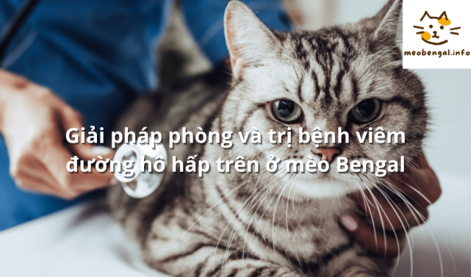 Read more about the article Giải pháp phòng và trị bệnh viêm đường hô hấp trên ở mèo Bengal