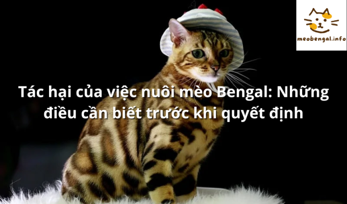 Read more about the article Tác hại của việc nuôi mèo Bengal: Những điều cần biết trước khi quyết định