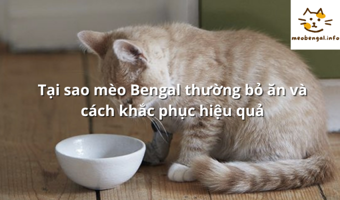 Read more about the article Tại sao mèo Bengal thường bỏ ăn và cách khắc phục hiệu quả